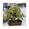 Peridot Natural Stone Flowers Pot-S