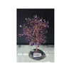 Citrine Crystal Stone Flower Tree